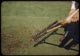 Thumbnail: Sykes shows rake for bent grass